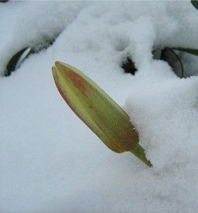 b-tulipe-25-mars-08.jpg