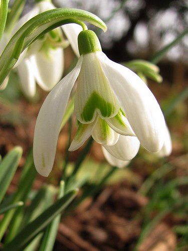 galanthus3-5-mars-13.jpg