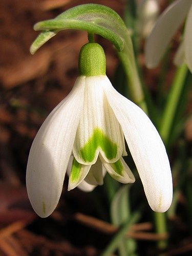 galanthus4-5-mars-13.jpg