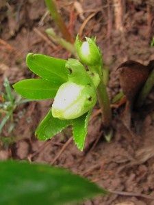 helloborus-orientalis-11-janv-13.jpg