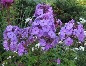 phlox paniculata Amethyst matin 23 juil 12