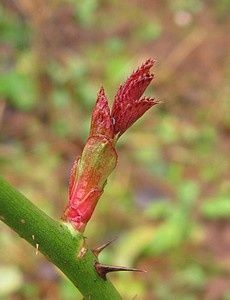 rosa-Paris-2000-11-janv-13.jpg