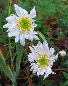 chrysanthemum-Edelweiss27-oct-13.jpg