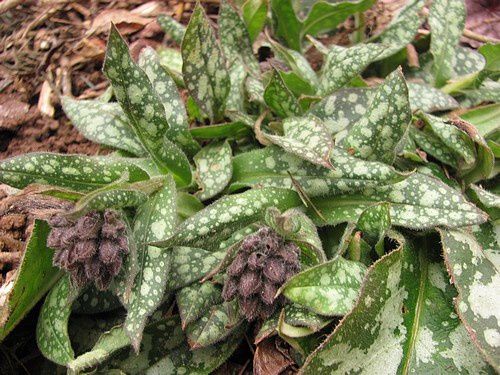 pulmonaria-fleurs-bleu-gentiane-27-mars-13.jpg