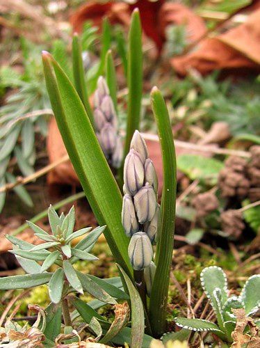 puschkinia-scilloides-libanotica-27-mars-13.jpg
