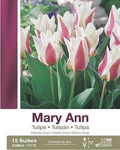 tulipa-Mary-Ann.jpg