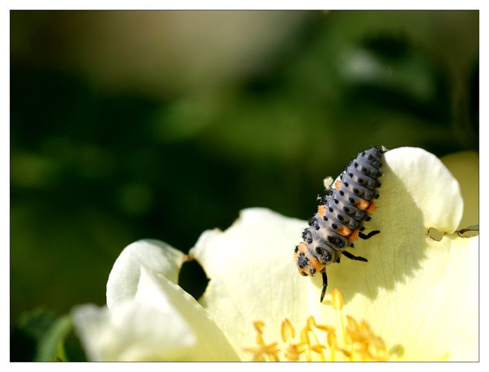 IMG-5861-Larve-de-coccinelle-72.jpg