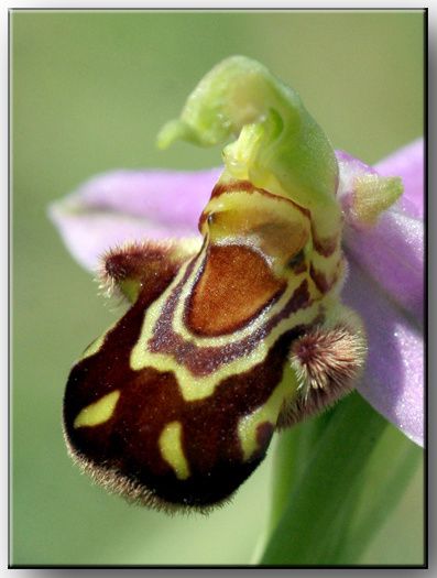 IMG-9039-Ophrys-abeille-72bis.jpg