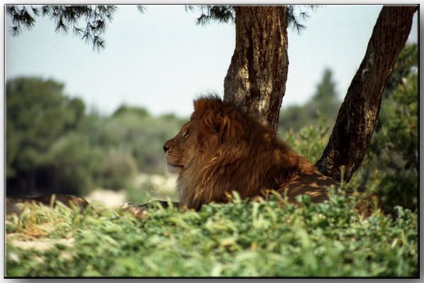 Lion-72.jpg