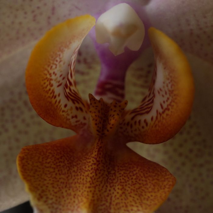 orchidee01.JPG