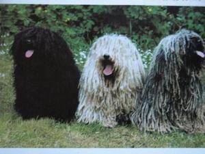 DSCN6001chiens3.jpg
