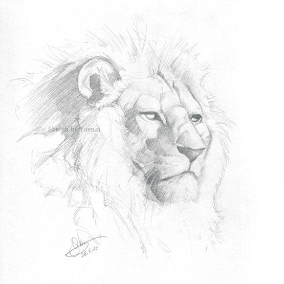 sketch_lion.jpg