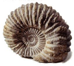 ammonite.jpg