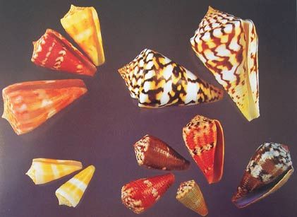 coquillages-c--nes.jpg