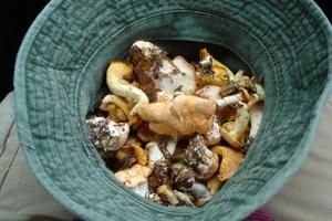 girolles.jpg