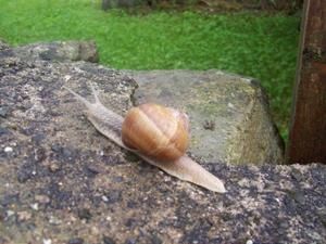 027-mer11-escargot.jpg