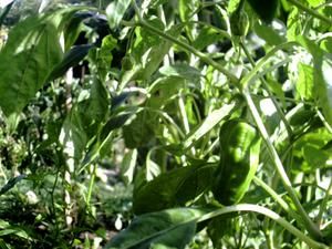 potager-septembre-2007-pimiento-de-padron.jpg