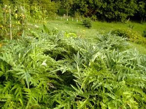 potager-septembre-2007artichauts.jpg