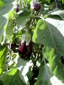 potager-septembre-2007aubergines.jpg