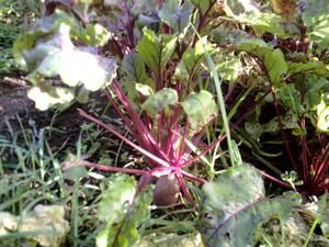 potager-septembre-2007betterave.jpg