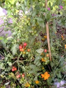potager-septembre-2007tomates-cerise.jpg