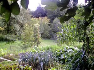 potager-septembre-2007vue-sous-le-figuier.jpg