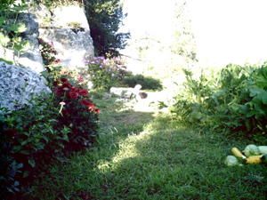 r--colte-de-courgettes.JPG