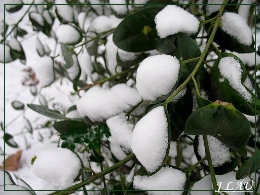 neige1.JPG