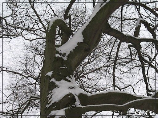 arbre.JPG