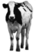 cowlegs.gif