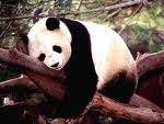 panda exhausted