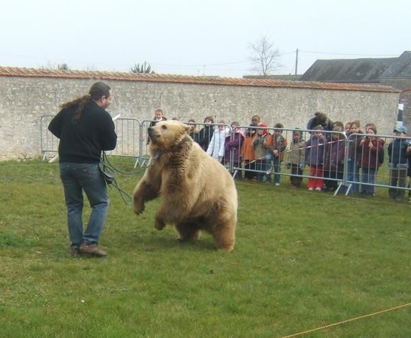 Rencontre avec un ours que faire