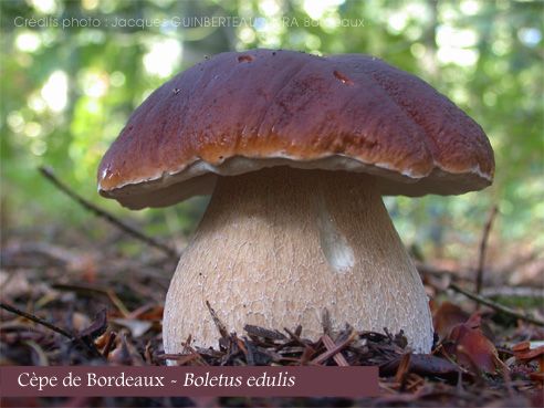 boletus_edulis_JB-733d9.jpg