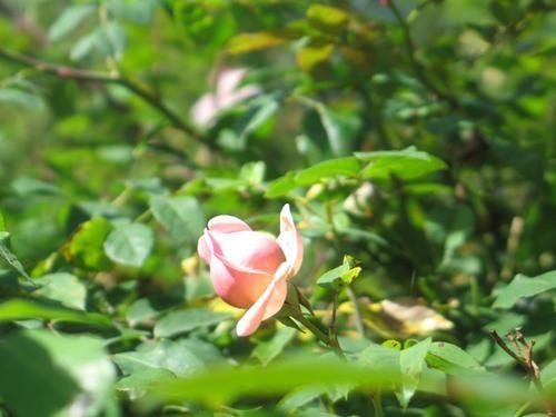 rose.jpg