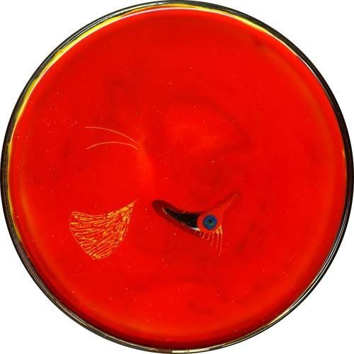 petri06.jpg
