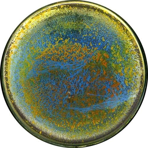 petri07.jpg