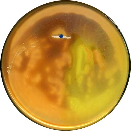 petri34.jpg