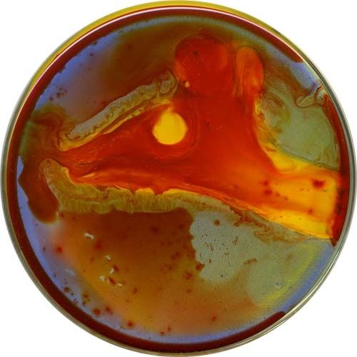petri55.jpg