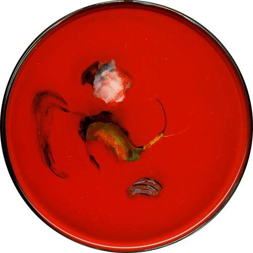 petri24.jpg