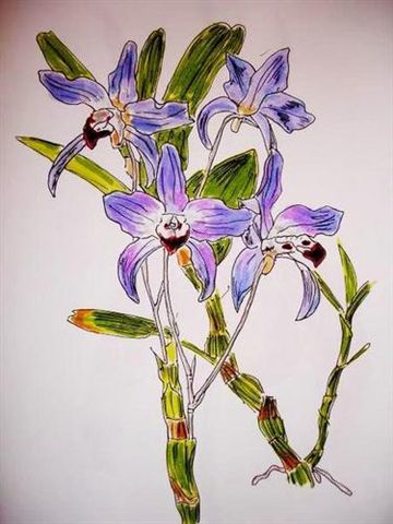 iris--Dendrobium-moniliforme-vue-sur-martine-orchids-garden--plate-forme-d-Over-blog.jpg