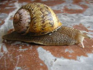 Mes amis les escargots