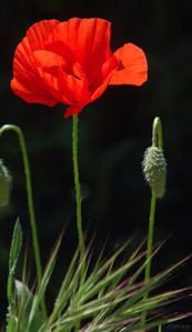 fleur-coquelicot-2046.jpg