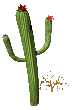 Cactus-19-copie-1.gif