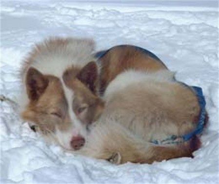 Husky en pause