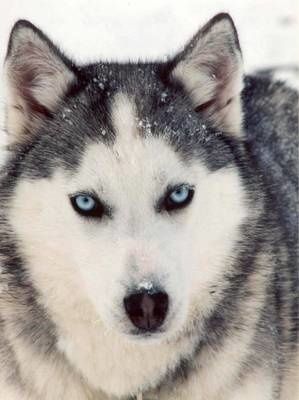 Husky au regard enjôleur...