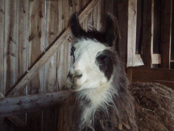 Lama québécois !