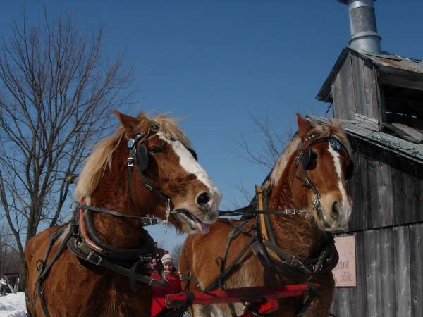 Les courageux et magnifiques Percherons