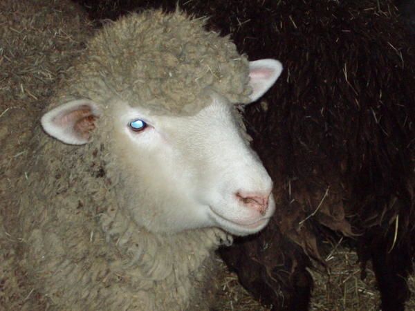 Jeune mouton