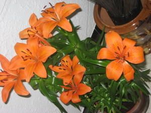 fleurs---lys-003.JPG