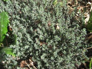 le-Thym-001.JPG